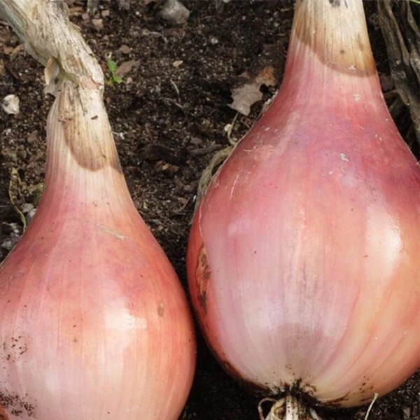 West Coast Seeds Shallot